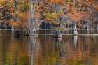 Autumn colors on Caddo Lake, Texas. Worlds largest bald cypress forest. Art Print